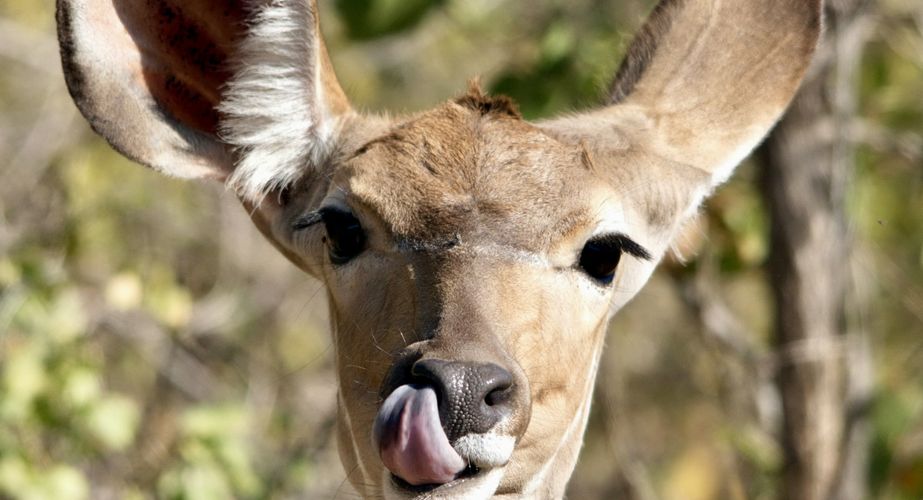 Kruger NP koedoe Zuid Afrika groepsrondreis